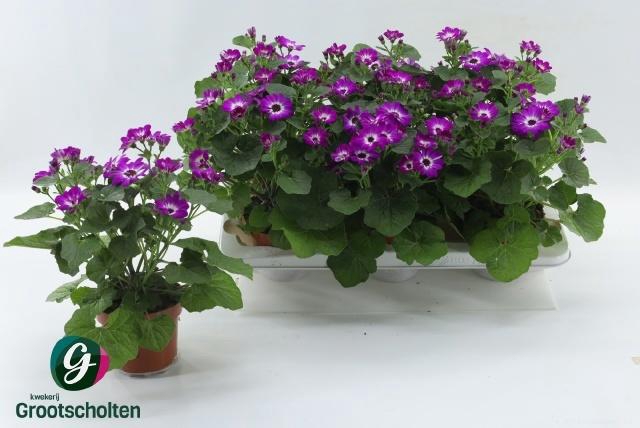 <h4>PERI C MAN P ROSE CH</h4>