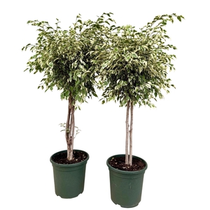 Ficus benja. 'Samantha'