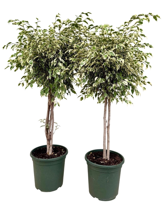 <h4>Ficus benja. 'Samantha'</h4>