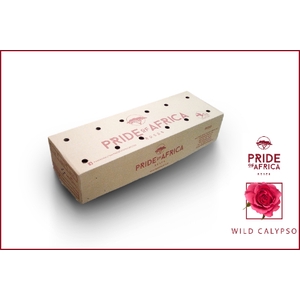 R KL WILD CALYPSO Boxes (V)