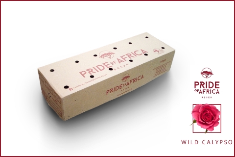 <h4>R KL WILD CALYPSO Boxes (V)</h4>