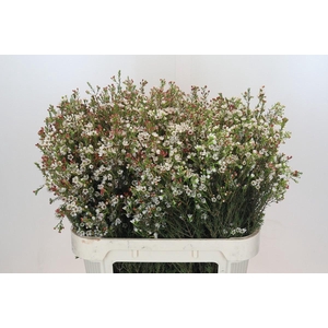 Chamelaucium Blondie