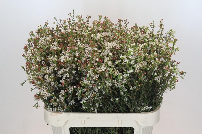 <h4>Chamelaucium Blondie</h4>