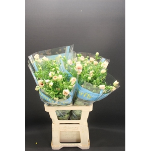 Ran Butterfly Melissa 70cm