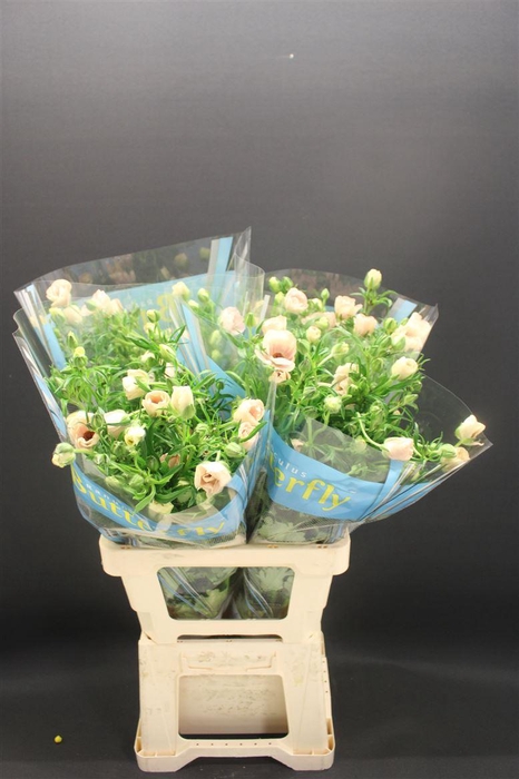 <h4>Ran Butterfly Melissa 70cm</h4>