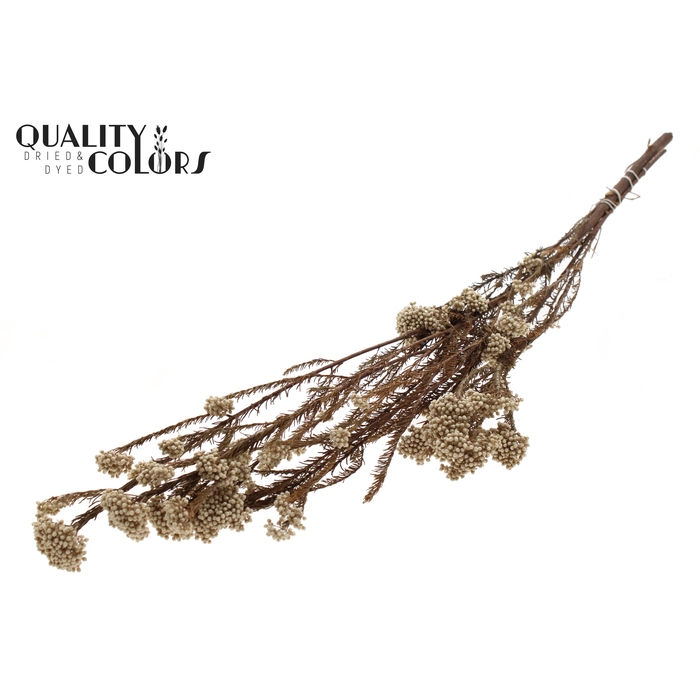 <h4>Rice Flower Preserved per bunch Natural</h4>