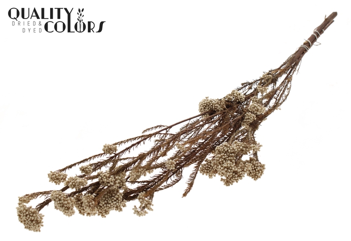 Rice Flower Preserved per bunch Natural