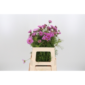 Cosmos Bipinnatus Roze
