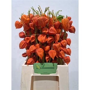 Physalis Lampion Tak