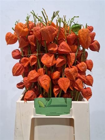 <h4>Physalis Lampion Tak</h4>