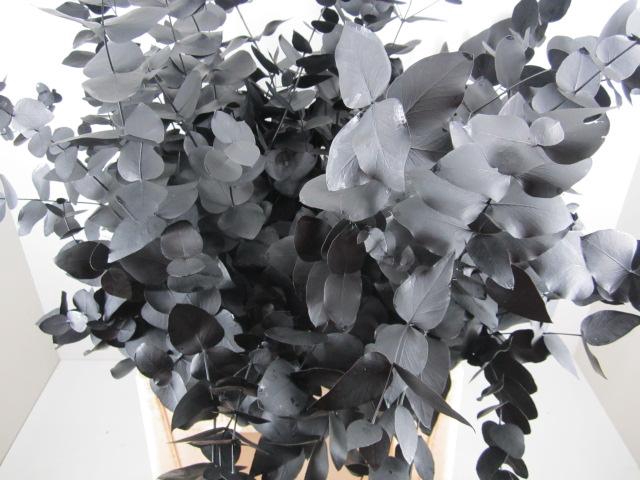 <h4>Euc Cinerea Zwart</h4>