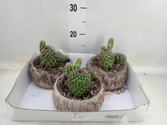 <h4>Cactus   ...</h4>