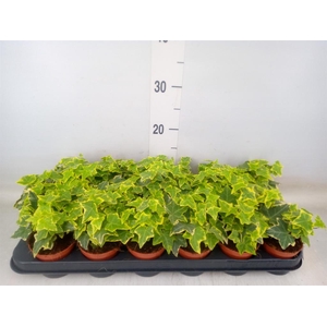Hedera helix 'Goldchild'