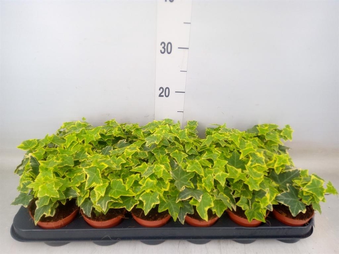 <h4>Hedera helix 'Goldchild'</h4>