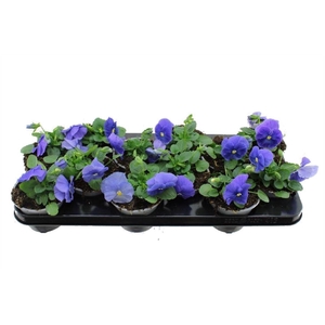 Viola F1 True Blue