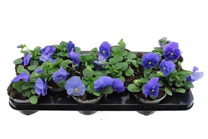 <h4>Viola F1 True Blue</h4>