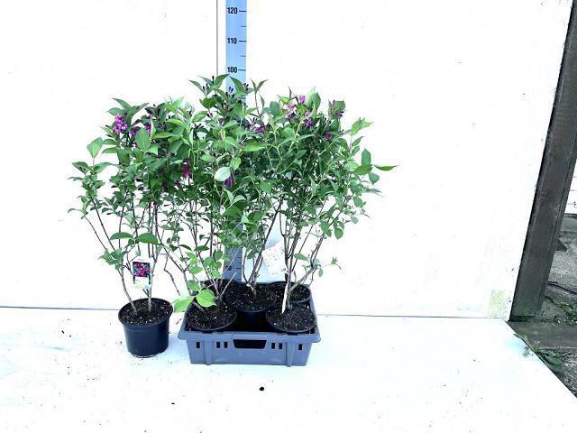 <h4>WEIG BRISTOL RUBY</h4>