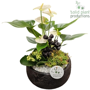 AT036 Esra Small Black Anthurium