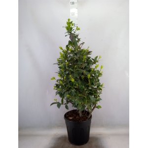 Laurus nobilis