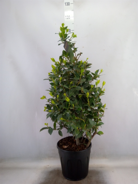 <h4>Laurus nobilis</h4>