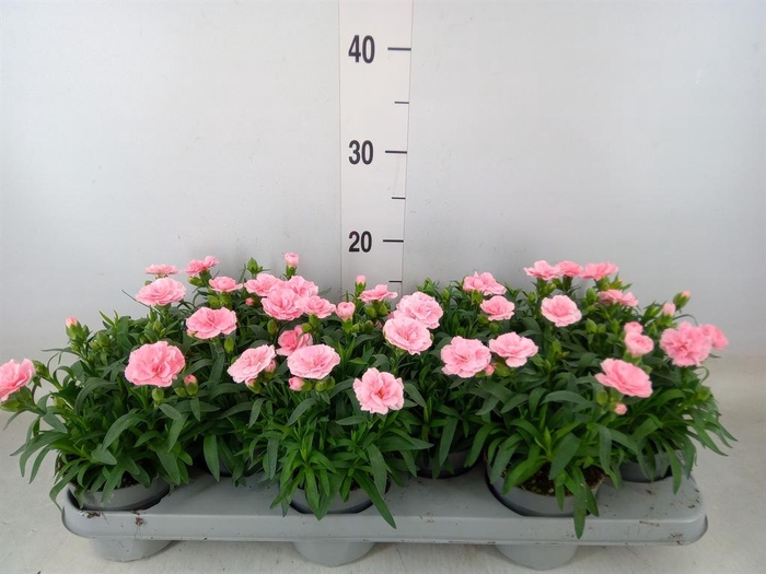 <h4>Dianthus  'Oscar Pink'</h4>