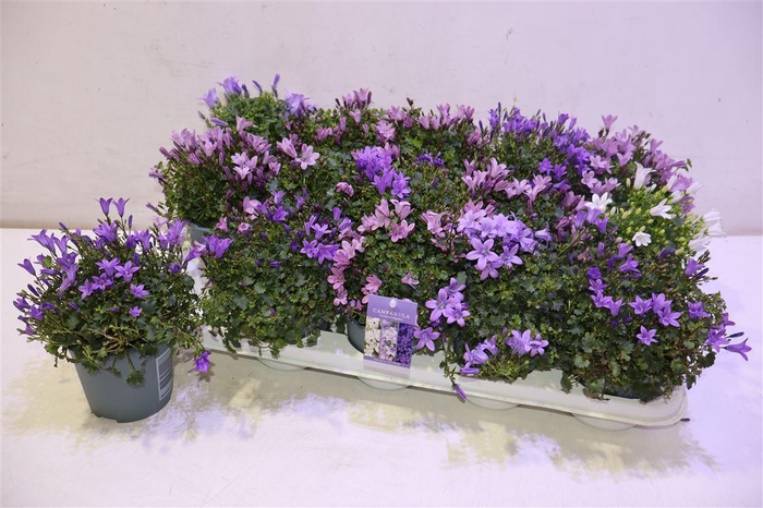 <h4>Camp Addenda Mixk</h4>