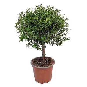 Myrtus Communis Stem