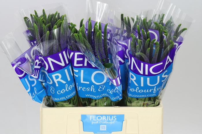 <h4>Veronica Smart Navy Blue X 25</h4>