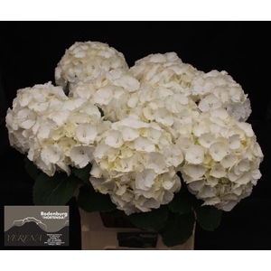 HYDR M CH WHI VERENA