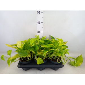 Epipremnum pinn. 'Hicolor'