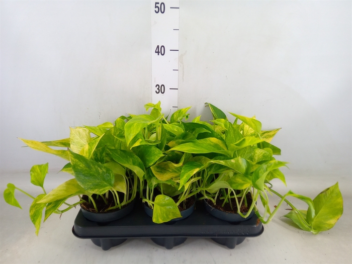 <h4>Epipremnum pinn. 'Hicolor'</h4>