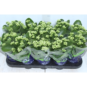 KALANCHOE DOBRADO P11 BRANCO