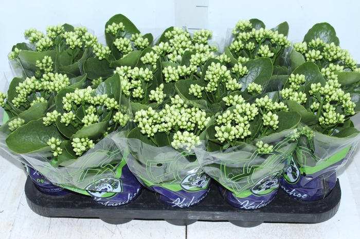 <h4>KALANCHOE DOBRADO P11 BRANCO</h4>