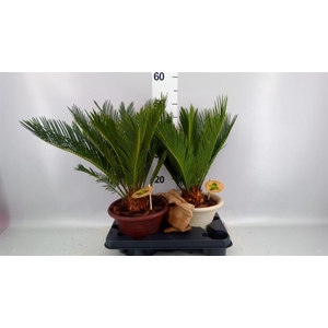 Cycas revoluta