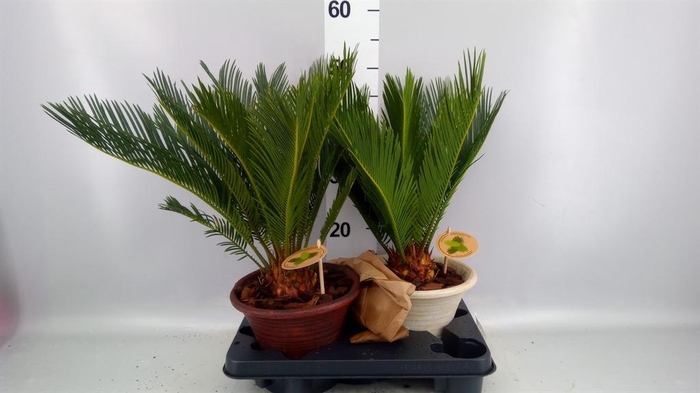 Cycas revoluta