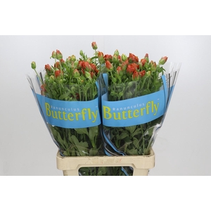 Ranunculus Butterfly Minoan