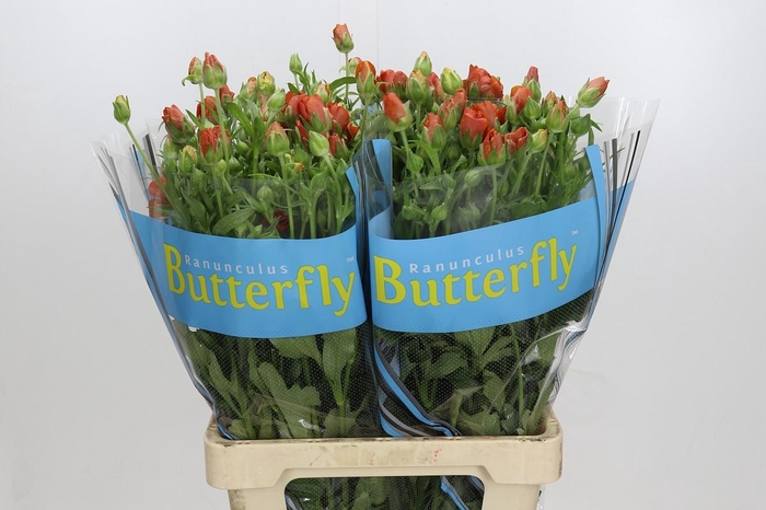 <h4>Ranunculus Butterfly Minoan</h4>