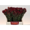 Leucadendron Blush Spray