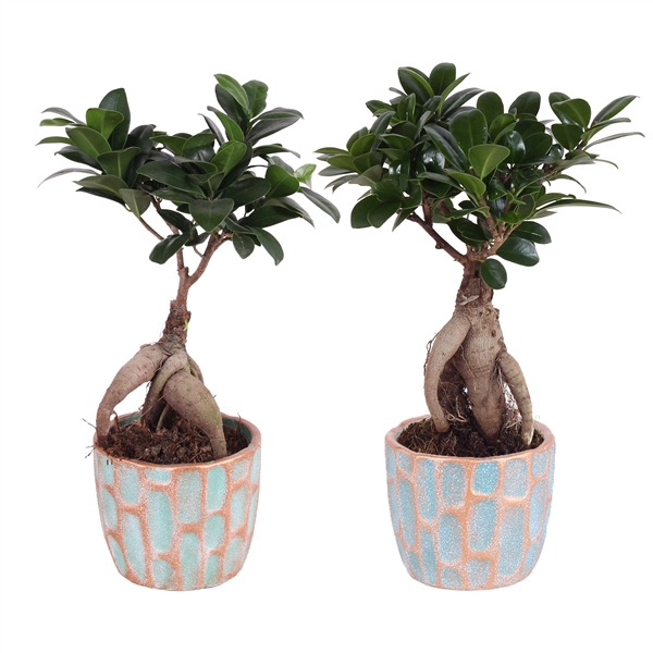 <h4>Ficus m. Ginseng ø09cm in ø10cm Exotic Vibes Nº364</h4>