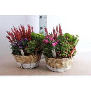 ARR TUINPLANTEN