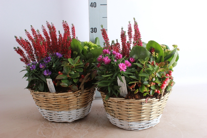<h4>ARR TUINPLANTEN</h4>