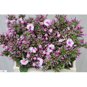 PHLOX P FONDANT FANC