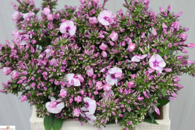 <h4>PHLOX P FONDANT FANC</h4>