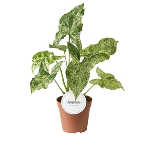 Syngonium