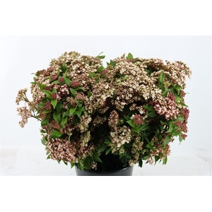 Viburnum T Macrophyllum