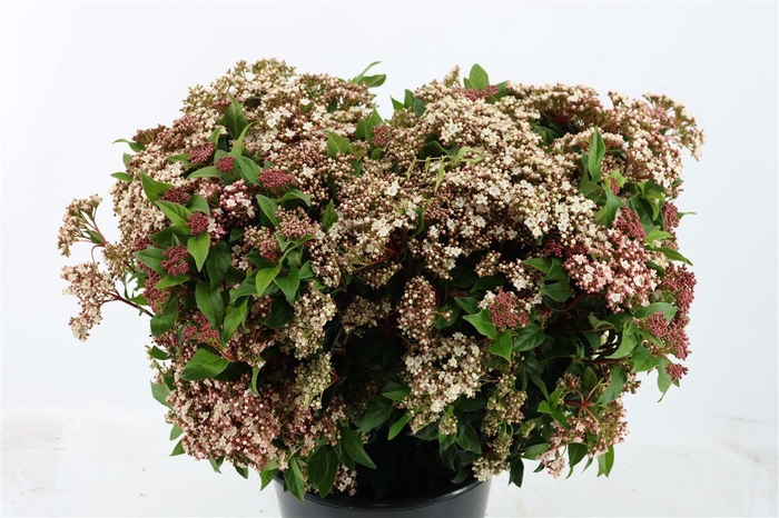 <h4>Vibur T Macrophyllum</h4>