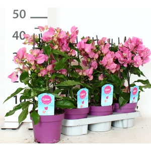 BOUGAINV OV