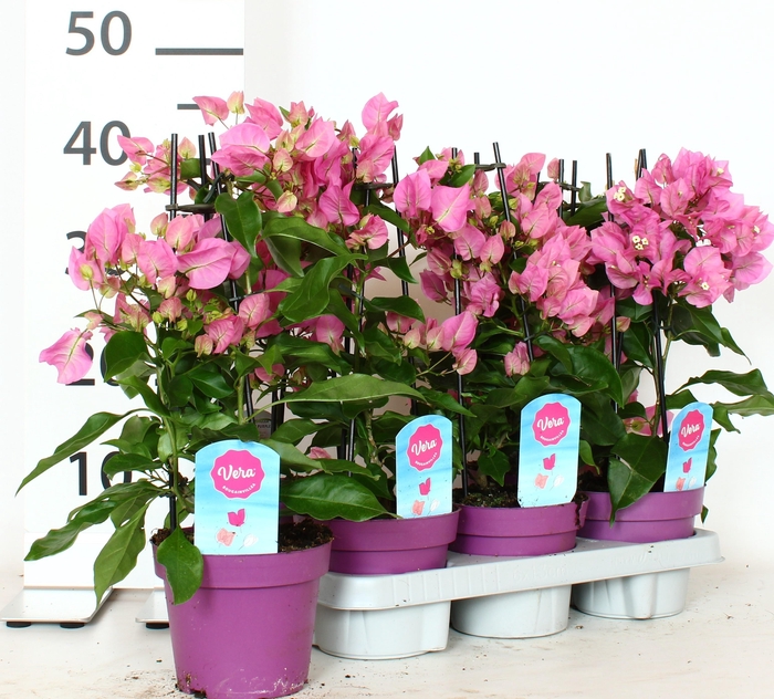 <h4>BOUGAINV OV</h4>