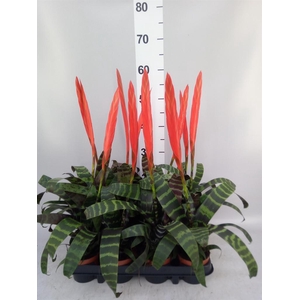 Vriesea  'Splenriet'