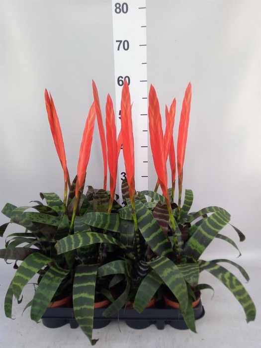 <h4>Vriesea  'Splenriet'</h4>